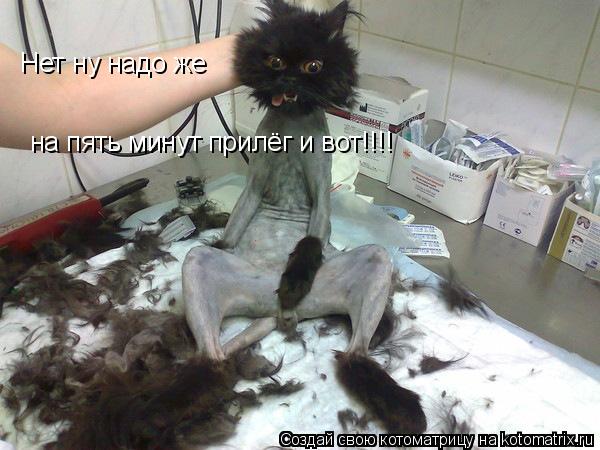 Нет ну надо же на пять минут прилёг и вот!!!!... Котоматрица: Нет ну надо же на пять минут прилёг и вот!!!!