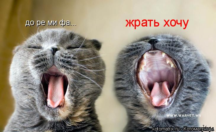 до ре ми фа... жрать хочу... Котоматрица: до ре ми фа... жрать хочу