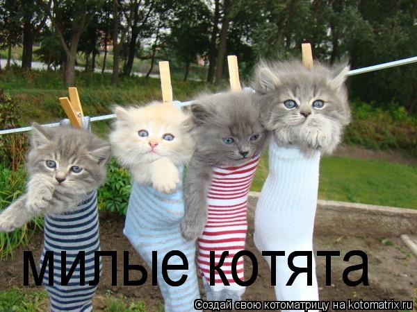 милые котята милые котята... Котоматрица: милые котята милые котята