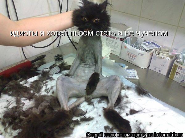 идиоты я хотел львом стать а не чучелом... Котоматрица: идиоты я хотел львом стать а не чучелом