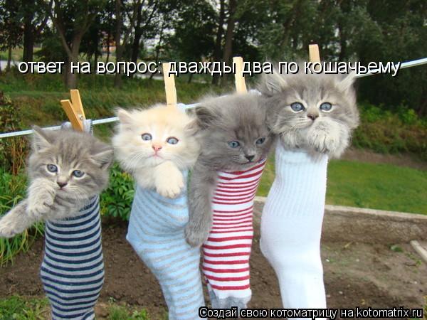 ответ на вопрос: дважды два по кошачьему... Котоматрица: ответ на вопрос: дважды два по кошачьему