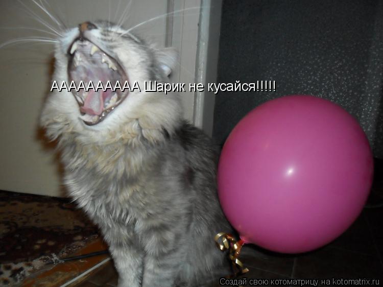 АААААААААА Шарик не кусайся!!!!!... Котоматрица: АААААААААА Шарик не кусайся!!!!!