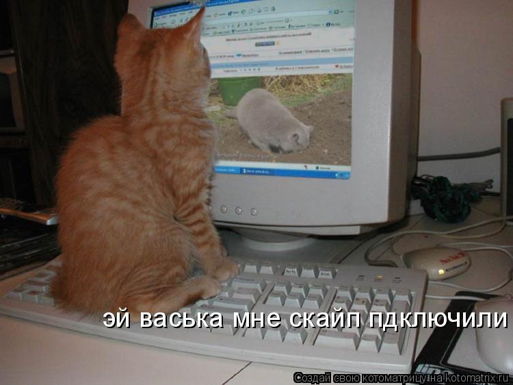 эй васька мне скайп пдключили... Котоматрица: эй васька мне скайп пдключили
