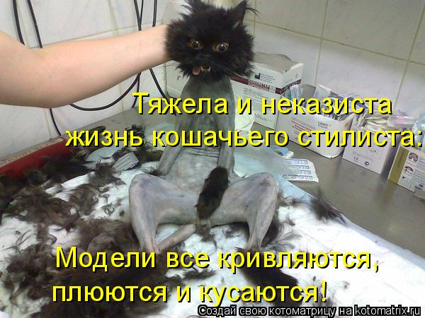 Модели все кривляются, плюются и кусаются! Тяжела и неказиста жизнь кошачьего стилиста:... Котоматрица: Модели все кривляются, плюются и кусаются! Тяжела и неказиста жизнь кошачьего стилиста: