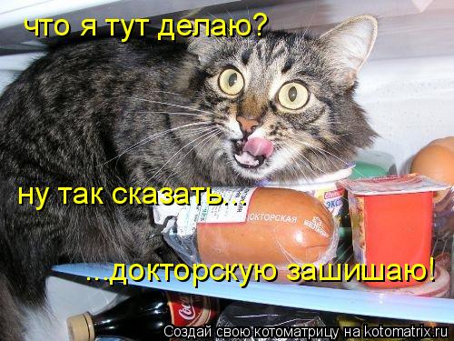 Котоматрица: что я тут делаю? ну так сказать... ...докторскую зашишаю!