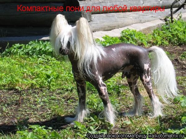 Котоматрица: Компактные пони для любой квартиры