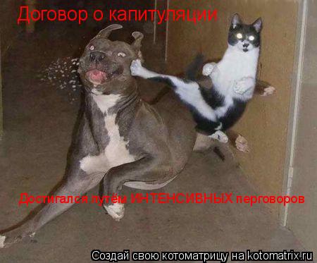 Котоматрица: Договор о капитуляции Достигался путём ИНТЕНСИВНЫХ перговоров