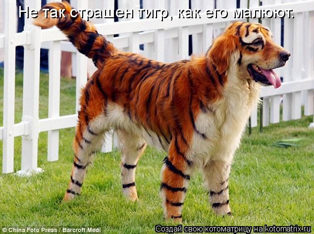 Котоматрица: Не так страшен тигр, как его малюют.