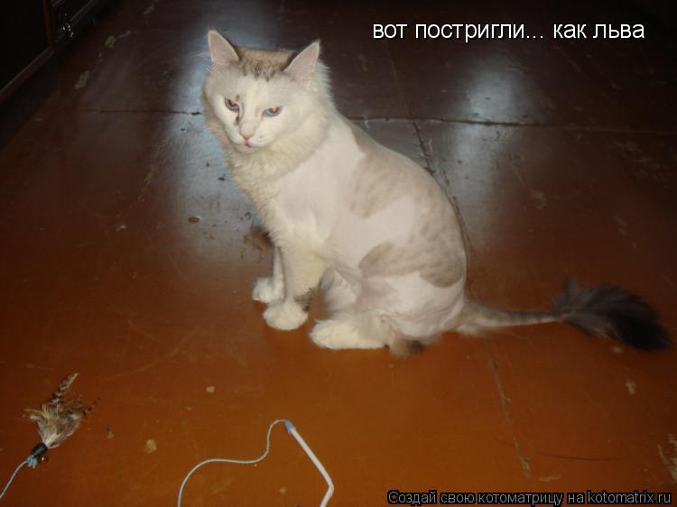 Котоматрица: вот постригли... как льва