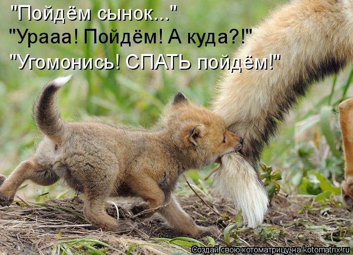 Котоматрица: "Пойдём сынок..." "Урааа! Пойдём! А куда?!" "Угомонись! СПАТЬ пойдём!"