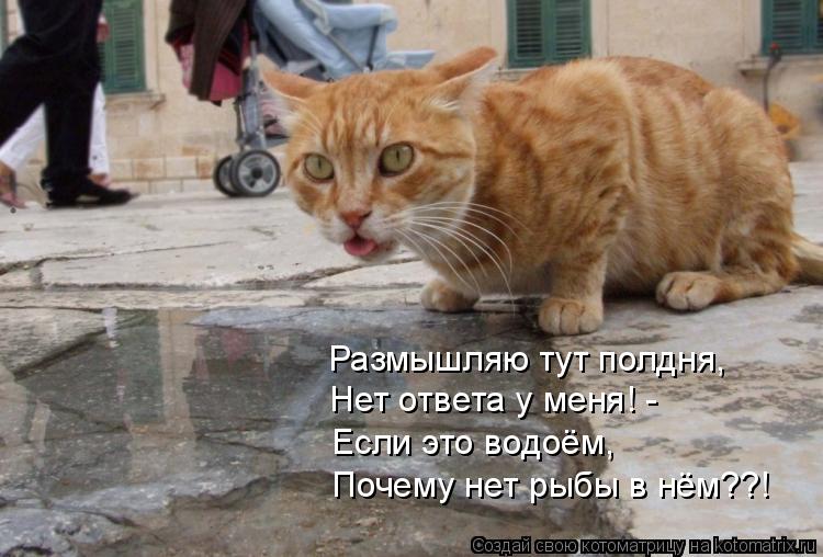 Размышляю тут полдня, Нет ответа у меня! - Если это водоём, Почему нет рыбы в нём??!... Котоматрица: Размышляю тут полдня, Нет ответа у меня! - Если это водоём, Почему нет рыбы в нём??!