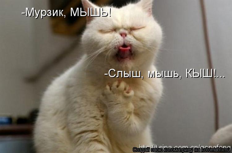 -Мурзик, МЫШЬ! -Слыш, мышь, КЫШ!...... Котоматрица: -Мурзик, МЫШЬ! -Слыш, мышь, КЫШ!...