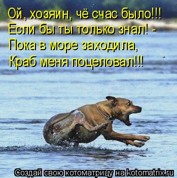 Котоматрица: Ой, хозяин, чё счас было!!! Если бы ты только знал! - Пока в море заходила, Краб меня поцеловал!!!