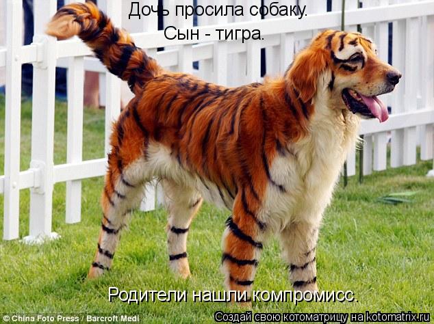 Дочь просила собаку. Дочь просила собаку. Сын - тигра. Родители нашли компромисс.... Котоматрица: Дочь просила собаку. Дочь просила собаку. Сын - тигра. Родители нашли компромисс.