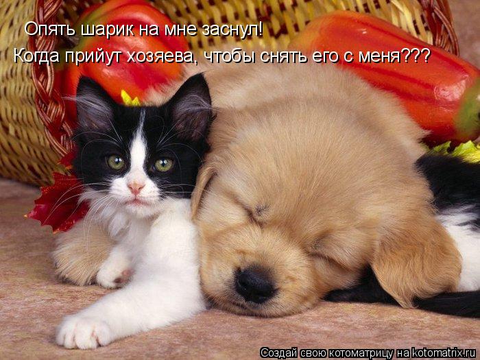 Опять шарик на мне заснул! Когда прийут хозяева, чтобы снять его с меня???... Котоматрица: Опять шарик на мне заснул! Когда прийут хозяева, чтобы снять его с меня???