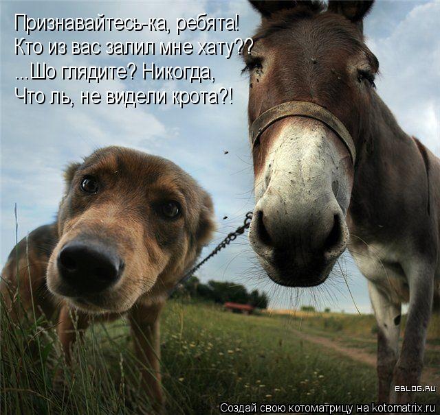 Признавайтесь-ка, ребята! Кто из вас залил мне хату?? ...Шо глядите? Никогда, Что ль, не видели крота... Котоматрица: Признавайтесь-ка, ребята! Кто из вас залил мне хату?? ...Шо глядите? Никогда, Что ль, не видели крота?!