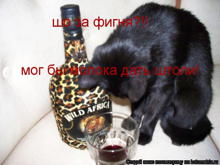 шо за фигня?!! мог бы молока дать штоли!... Котоматрица: шо за фигня?!! мог бы молока дать штоли!