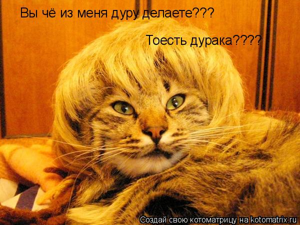 Вы чё из меня дуру делаете??? Тоесть дурака????... Котоматрица: Вы чё из меня дуру делаете??? Тоесть дурака????