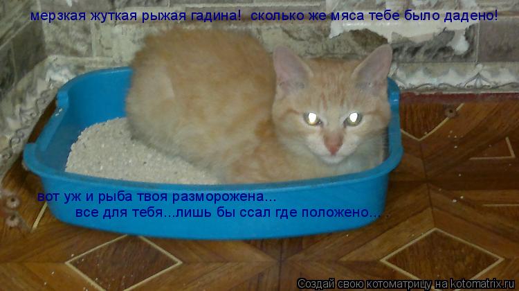 мерзкая жуткая рыжая гадина! сколько же мяса тебе было дадено! вот уж и рыба твоя разморожена... все... Котоматрица: мерзкая жуткая рыжая гадина! сколько же мяса тебе было дадено! вот уж и рыба твоя разморожена... все для тебя...лишь бы ссал где положено... .