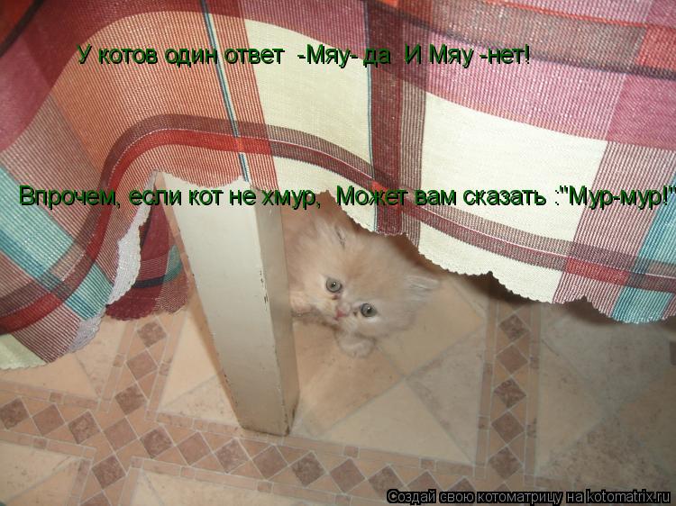 У котов один ответ -Мяу- да И Мяу -нет! Впрочем, если кот не хмур, Может вам сказать :"Мур-мур!"... Котоматрица: У котов один ответ -Мяу- да И Мяу -нет! Впрочем, если кот не хмур, Может вам сказать :"Мур-мур!"