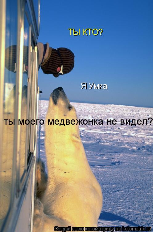 ТЫ КТО? Я Умка ты моего медвежонка не видел?... Котоматрица: ТЫ КТО? Я Умка ты моего медвежонка не видел?