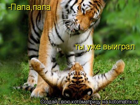 Котоматрица: -Папа,папа ты уже выиграл