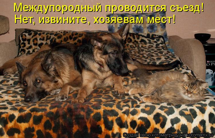 Междупородный проводится съезд! Нет, извините, хозяевам мест!... Котоматрица: Междупородный проводится съезд! Нет, извините, хозяевам мест!