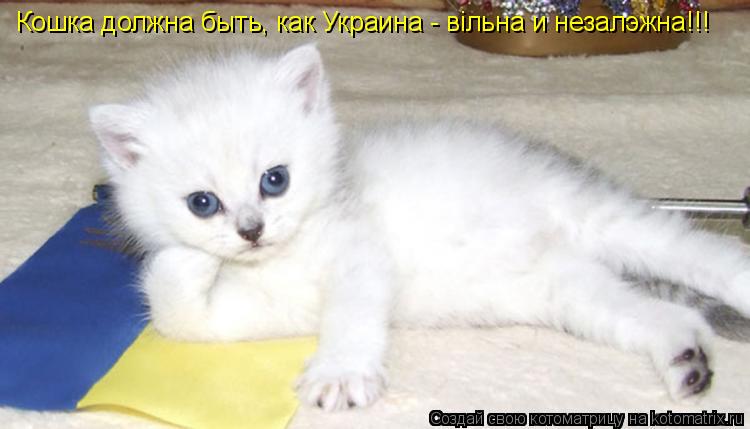 Кошка должна быть, как Украина - вiльна и незалэжна!!!... Котоматрица: Кошка должна быть, как Украина - вiльна и незалэжна!!!