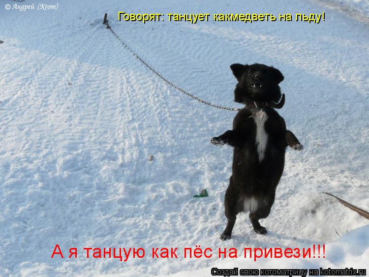 А я танцую как пёс на привези!!! Говорят: танцует какмедветь на льду!... Котоматрица: А я танцую как пёс на привези!!! Говорят: танцует какмедветь на льду!