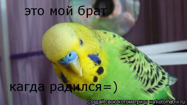 это мой брат кагда радился=)... Котоматрица: это мой брат кагда радился=)