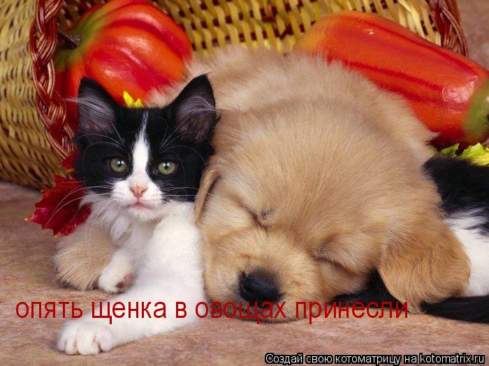 опять щенка в овощах принесли... Котоматрица: опять щенка в овощах принесли