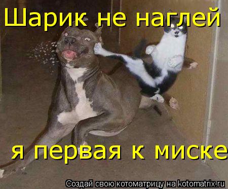 Шарик не наглей я первая к миске... Котоматрица: Шарик не наглей я первая к миске