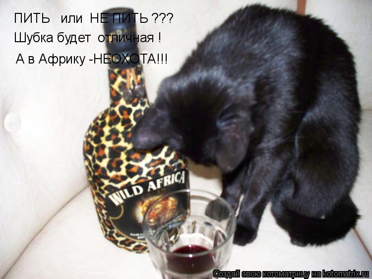ПИТЬ или НЕ ПИТЬ ??? Шубка будет отличная ! А в Африку -НЕОХОТА!!!... Котоматрица: ПИТЬ или НЕ ПИТЬ ??? Шубка будет отличная ! А в Африку -НЕОХОТА!!!