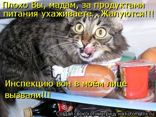 Плохо Вы, мадам, за продуктами питания ухаживаете...Жалуются!!! Инспекцию вон в моём лице вызвали!!!... Котоматрица: Плохо Вы, мадам, за продуктами питания ухаживаете...Жалуются!!! Инспекцию вон в моём лице вызвали!!!