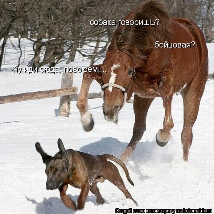 собака говоришЬ? бойцовая? ну иди сюда, повоюем!...... Котоматрица: собака говоришЬ? бойцовая? ну иди сюда, повоюем!...