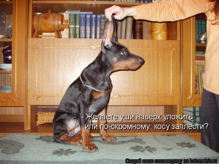 - Желаете уши наверх уложить или по-скромному: косу заплести?... Котоматрица: - Желаете уши наверх уложить или по-скромному: косу заплести?