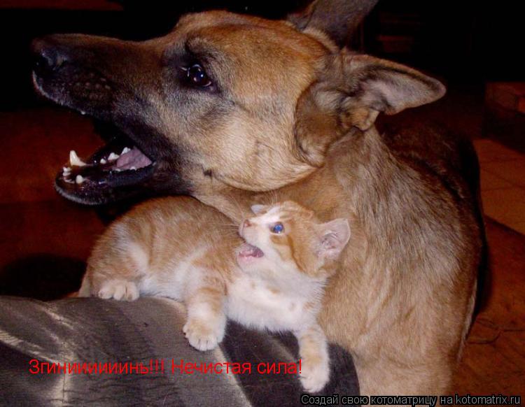 Згиниииииинь!!! Нечистая сила!... Котоматрица: Згиниииииинь!!! Нечистая сила!