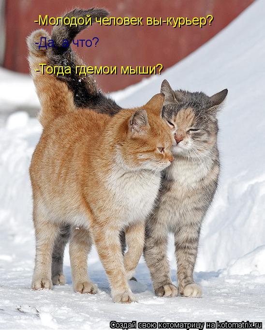 Котоматрица: -Молодой человек вы-курьер? -Да, а что? -Тогда гдемои мыши?