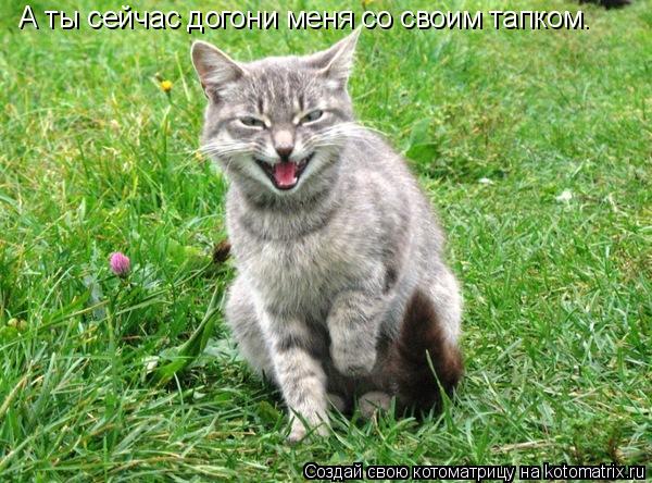 Котоматрица: А ты сейчас догони меня со своим тапком.