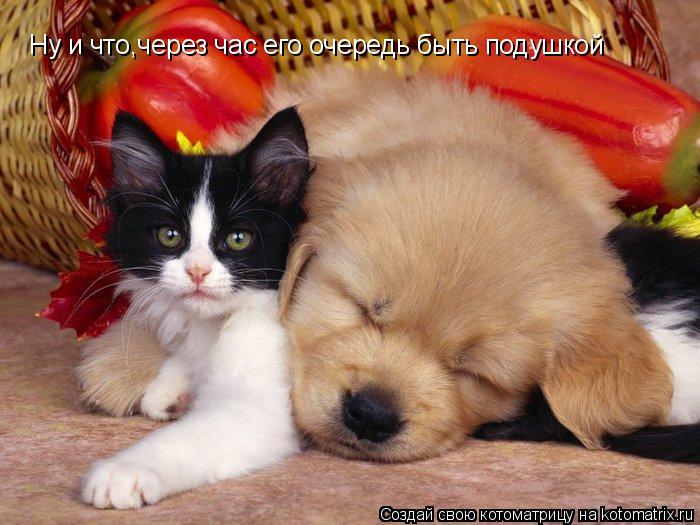 Котоматрица: Ну и что,через час его очередь быть подушкой