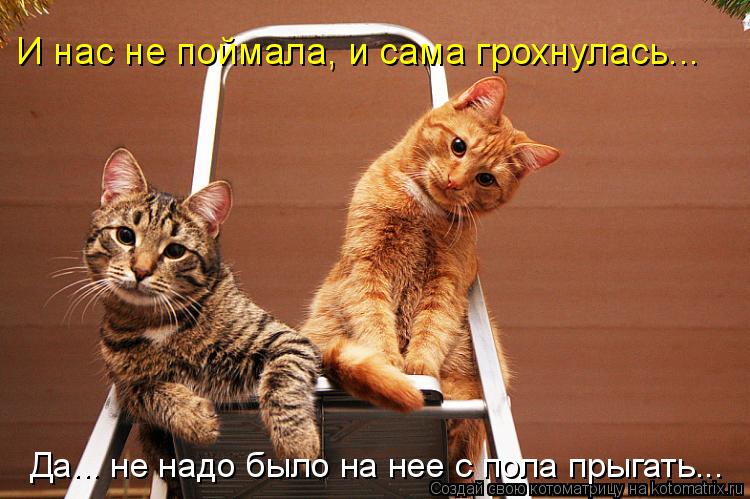 Котоматрица: И нас не поймала, и сама грохнулась... Да... не надо было на нее с пола прыгать...