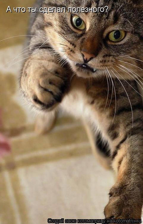 Котоматрица: А что ты сделал полезного?