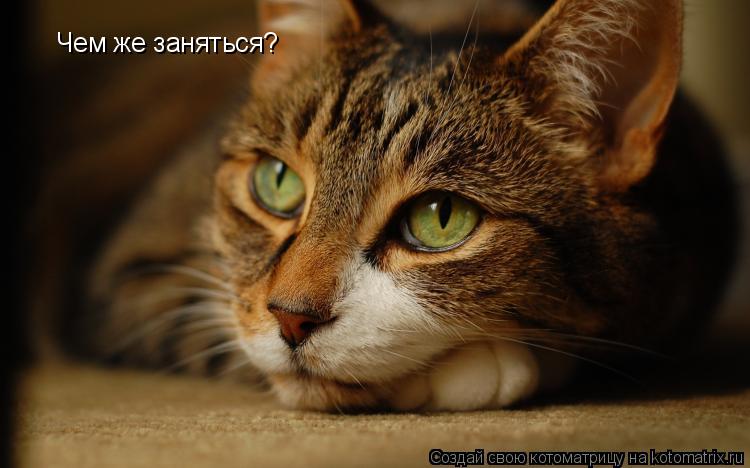 Котоматрица: Чем же заняться?