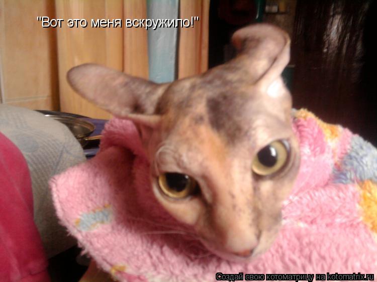 Котоматрица: "Вот это меня вскружило!"