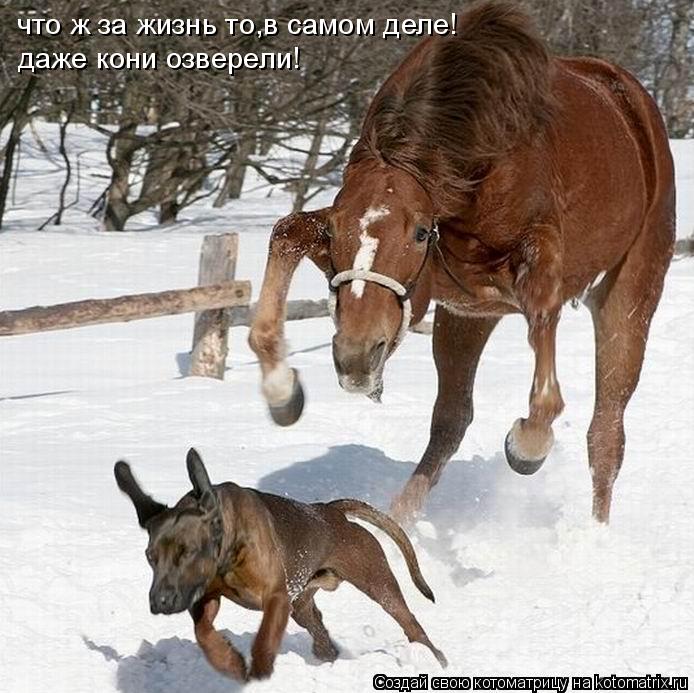 Котоматрица: что ж за жизнь то,в самом деле! даже кони озверели!