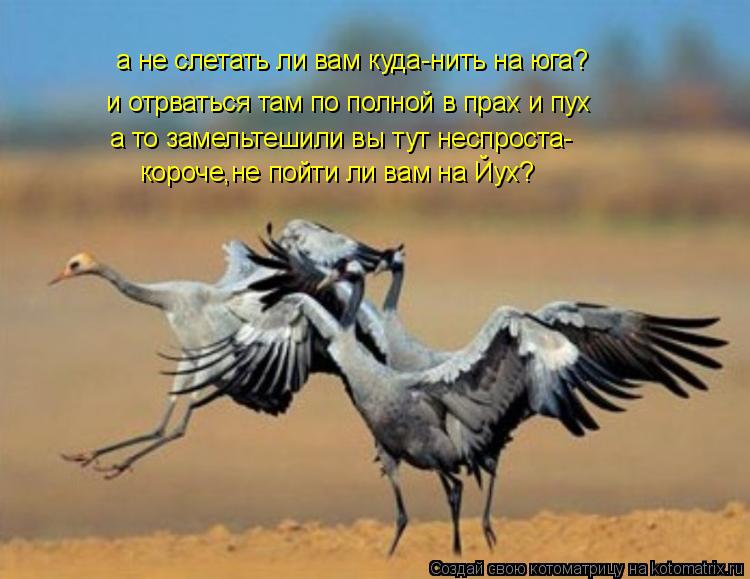 Котоматрица: а не слетать ли вам куда-нить на юга? и отрваться там по полной в прах и пух а то замельтешили вы тут неспроста- короче,не пойти ли вам на Йух?