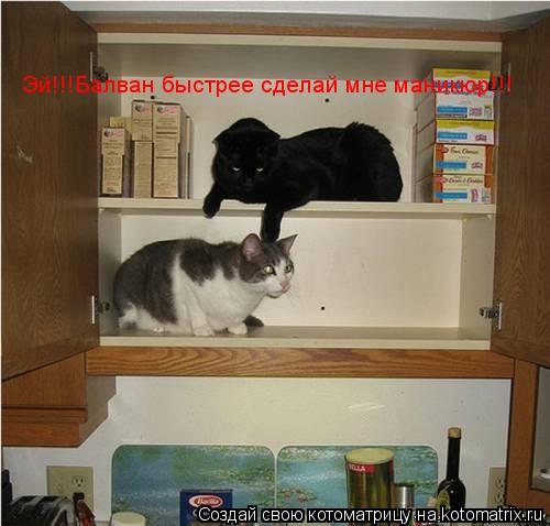 Котоматрица: Эй!!!Балван быстрее сделай мне маникюр!!!