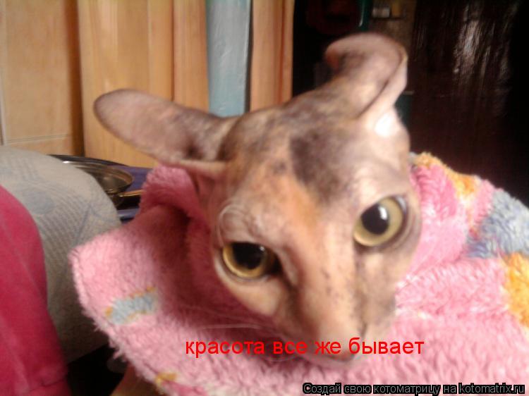 Котоматрица: красота все же бывает
