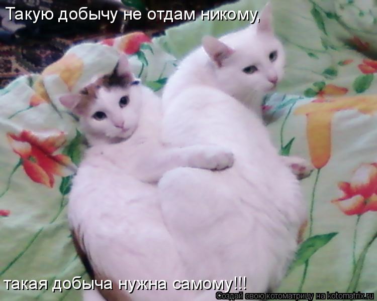 Котоматрица: Такую добычу не отдам никому, такая добыча нужна самому!!!