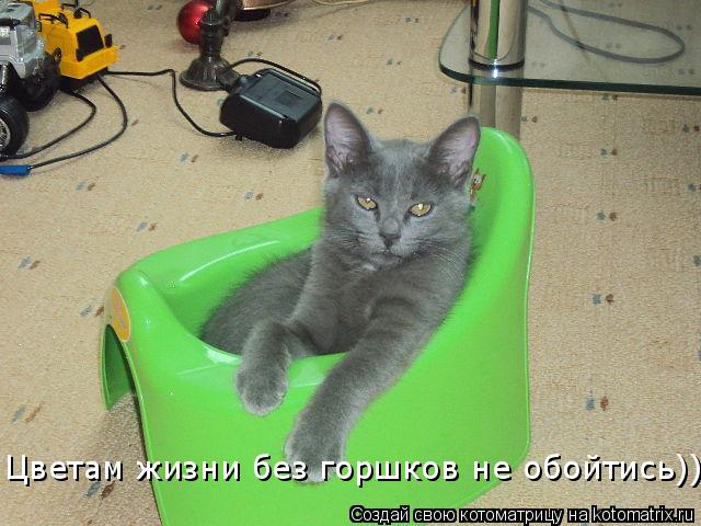 Котоматрица: Цветам жизни без горшков не обойтись)))))